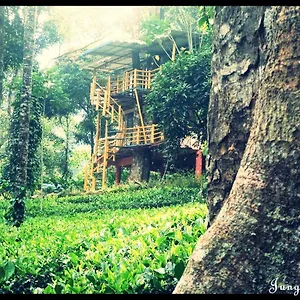 Jungle Jive Tree House Bed & Breakfast